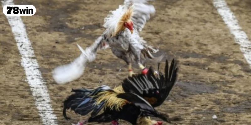 Giới thiệu vài nét về trận đấu đá gà 24 tỷ kinh điển